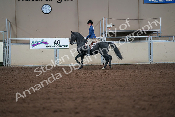 2019 Morgan Horse Show - Aug 30, 2019 - 18385