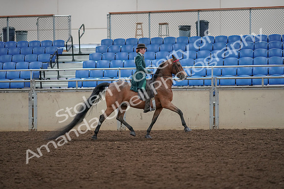 2019 Morgan Horse Show - Aug 30, 2019 - 28133