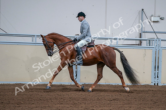 2020 - AB Morgan Horse - Fri, Sept 04 - 01612