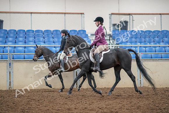 2019 Morgan Horse Show - Aug 30, 2019 - 23343