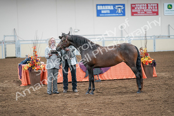 2020 - AB Morgan Horse - Sat, Sept 05 - 00301
