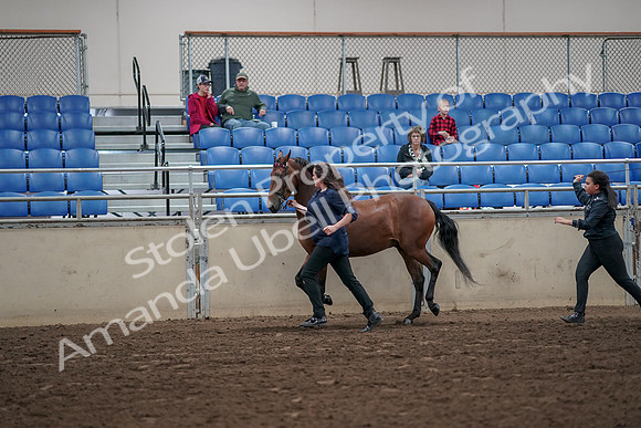 2019 Morgan Horse Show - Aug 31, 2019 - 01008