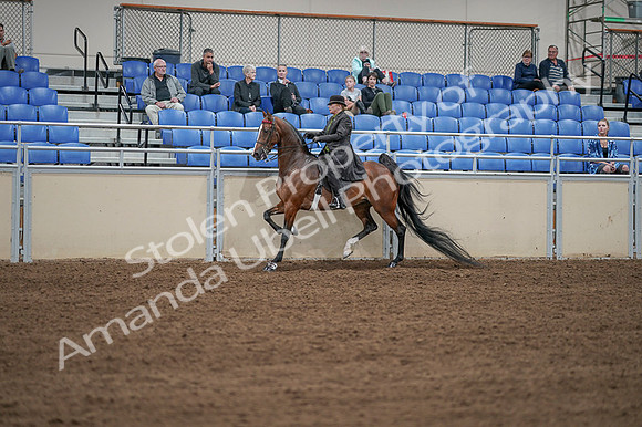 2020 - AB Morgan Horse - Fri, Sept 04 - 09629