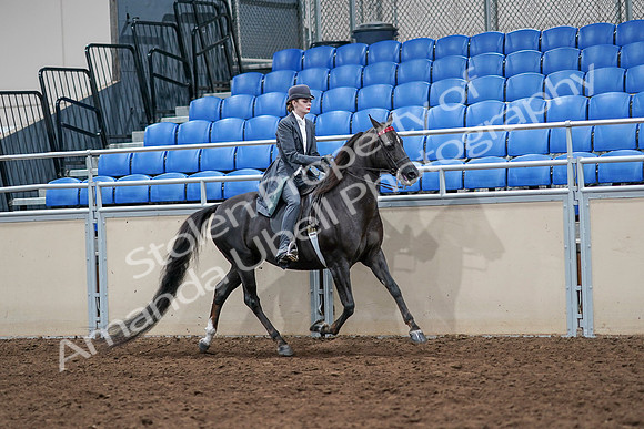 2020 - AB Morgan Horse - Sat, Sept 05 - 13917