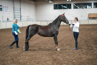 2020 - AB Morgan Horse - Sat, Sept 05 - 00645