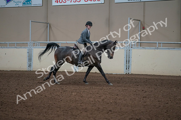 2019 Morgan Horse Show - Sept 01, 2019 - 11114