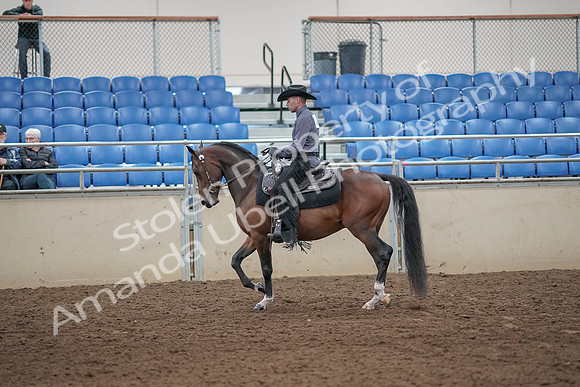 2019 Morgan Horse Show - Aug 31, 2019 - 06045