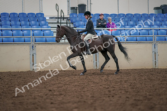2019 Morgan Horse Show - Aug 30, 2019 - 20334