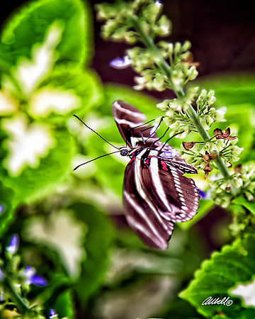 Insects - 013