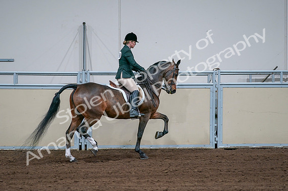 2020 - AB Morgan Horse - Fri, Sept 04 - 01773