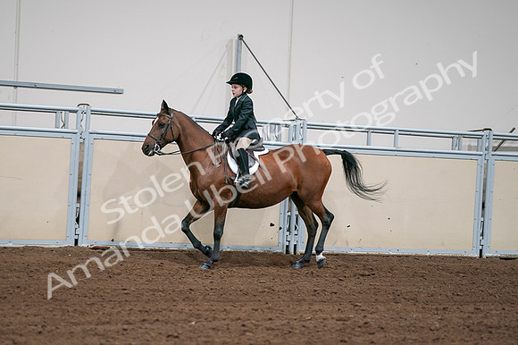 2020 - AB Morgan Horse - Fri, Sept 04 - 02053