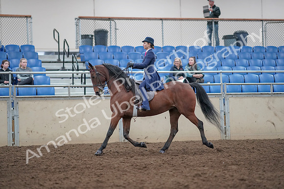 2019 Morgan Horse Show - Aug 31, 2019 - 09296