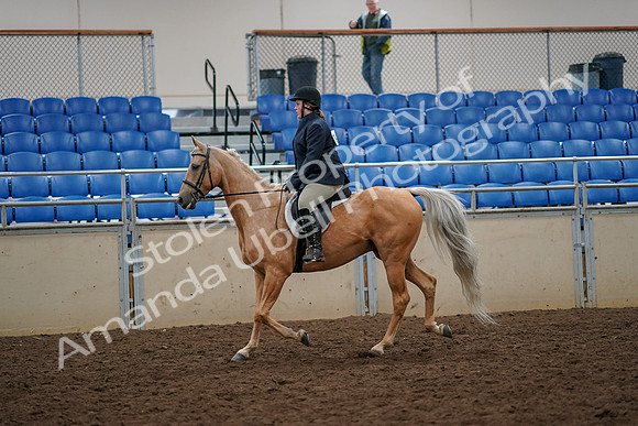 2019 Morgan Horse Show - Aug 30, 2019 - 22173