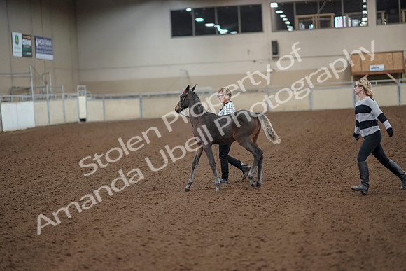 2019 Morgan Horse Show - Aug 30, 2019 - 24913