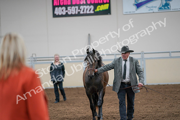 2020 - AB Morgan Horse - Fri, Sept 04 - 08588