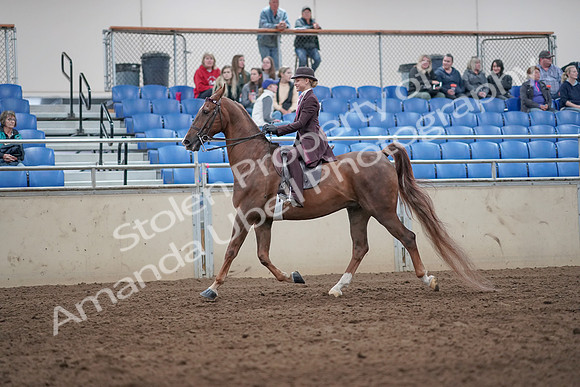 2019 Morgan Horse Show - Aug 31, 2019 - 20405