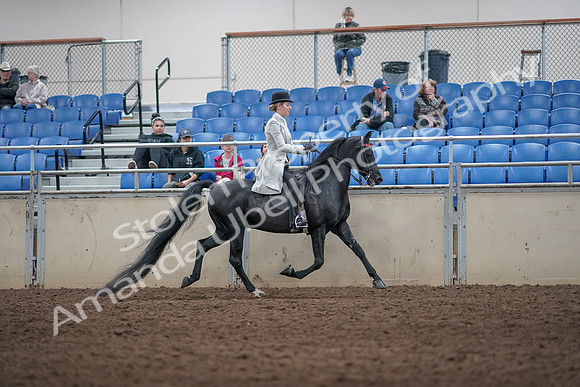 2019 Morgan Horse Show - Aug 31, 2019 - 09626