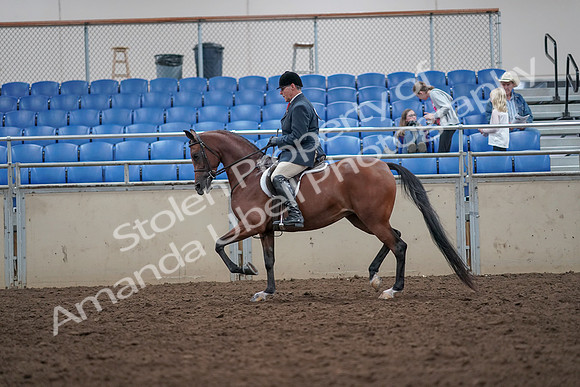 2019 Morgan Horse Show - Aug 31, 2019 - 14964