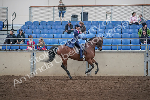 2019 Morgan Horse Show - Aug 31, 2019 - 09698