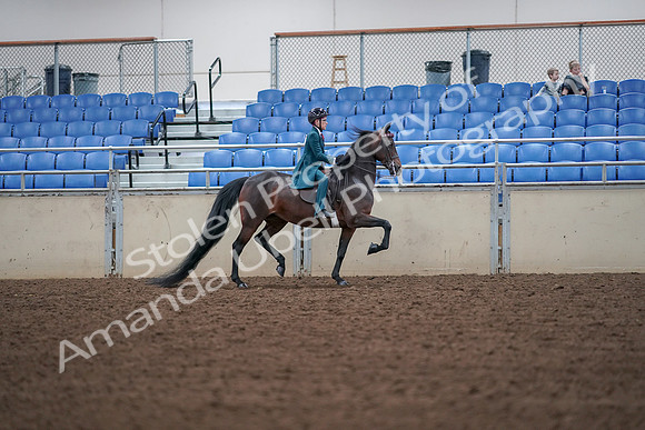 2019 Morgan Horse Show - Aug 30, 2019 - 18068
