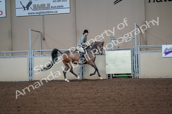 2019 Morgan Horse Show - Aug 30, 2019 - 17607