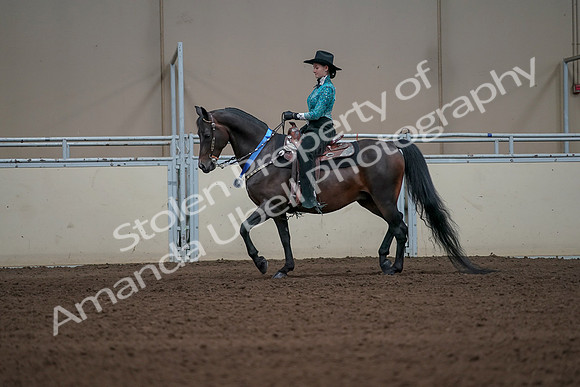 2019 Morgan Horse Show - Sept 01, 2019 - 07314