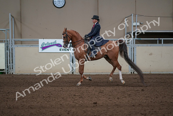 2019 Morgan Horse Show - Sept 01, 2019 - 11948