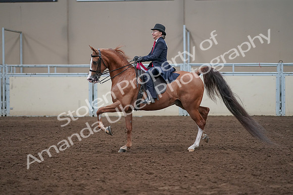 2019 Morgan Horse Show - Sept 01, 2019 - 12132