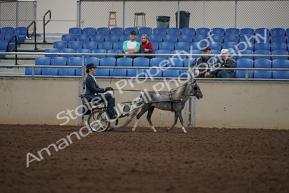 2019 Morgan Horse Show - Aug 31, 2019 - 04420