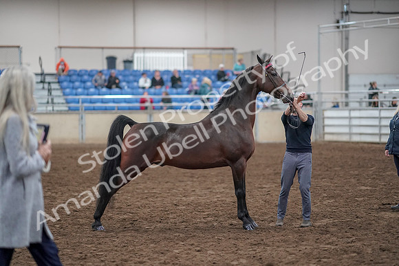 2019 Morgan Horse Show - Aug 31, 2019 - 01351