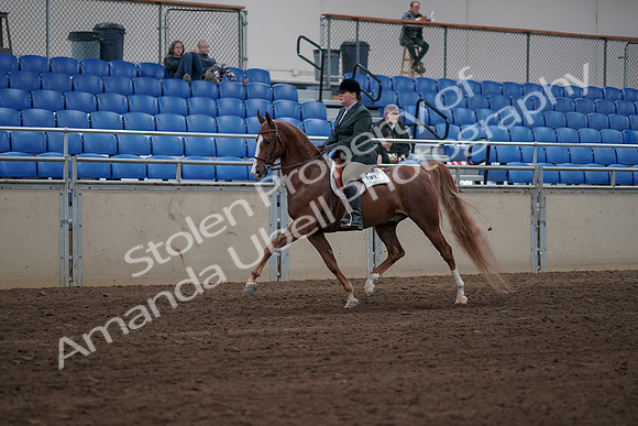 2019 Morgan Horse Show - Sept 01, 2019 - 12253