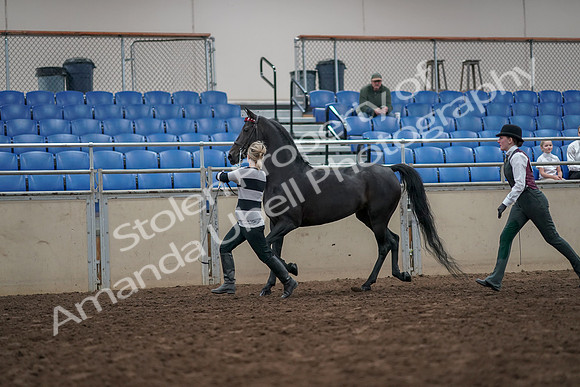 2019 Morgan Horse Show - Aug 31, 2019 - 03607