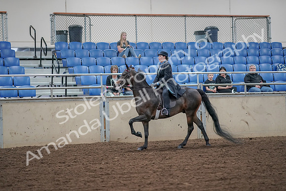2019 Morgan Horse Show - Aug 30, 2019 - 15618