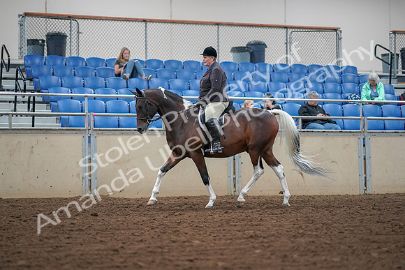 2019 Morgan Horse Show - Aug 30, 2019 - 16024