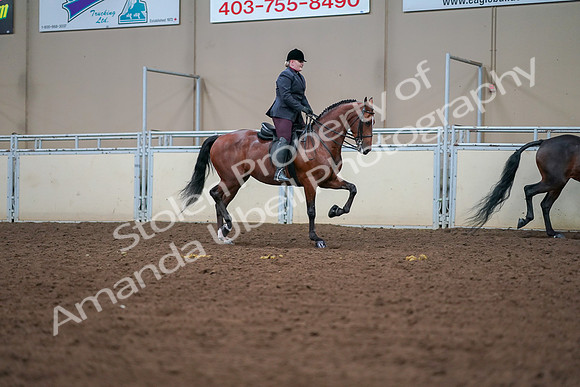 2019 Morgan Horse Show - Aug 30, 2019 - 20867