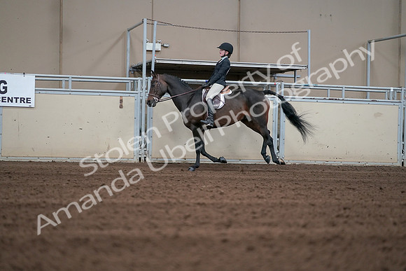 2019 Morgan Horse Show - Sept 01, 2019 - 03727