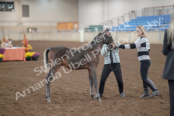 2019 Morgan Horse Show - Aug 30, 2019 - 24865