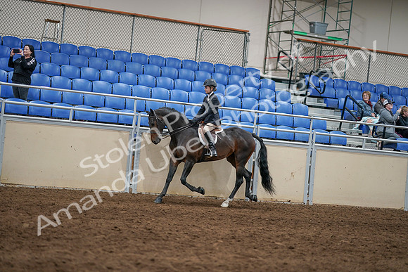2020 - AB Morgan Horse - Sun, Sept 06 - 07857