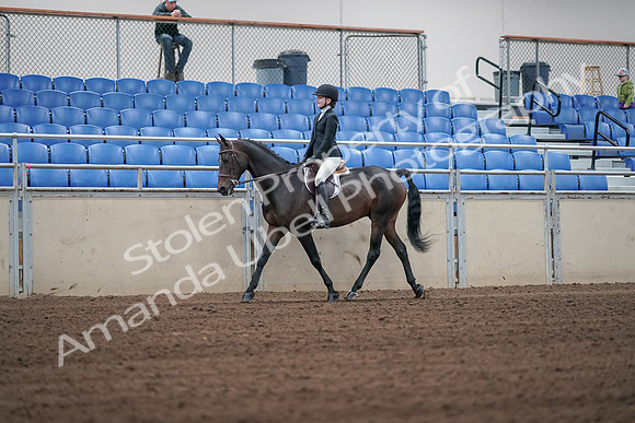 2019 Morgan Horse Show - Sept 01, 2019 - 03649