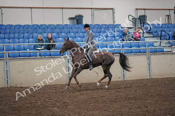 2019 Morgan Horse Show - Aug 31, 2019 - 07315