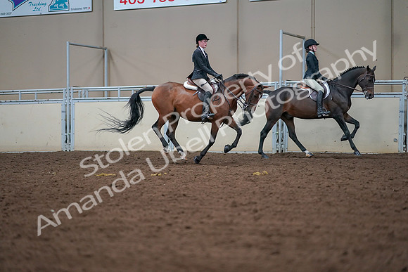 2019 Morgan Horse Show - Aug 30, 2019 - 20994