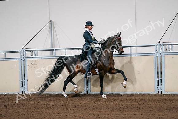 2020 - AB Morgan Horse - Sat, Sept 05 - 06399