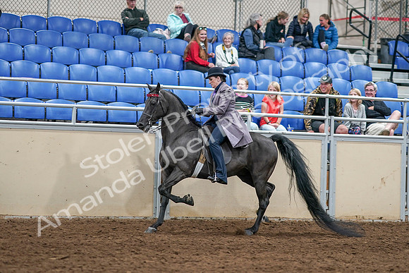 2020 - AB Morgan Horse - Sat, Sept 05 - 13606