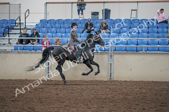 2019 Morgan Horse Show - Aug 31, 2019 - 09723
