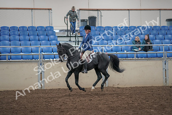 2019 Morgan Horse Show - Aug 31, 2019 - 07348