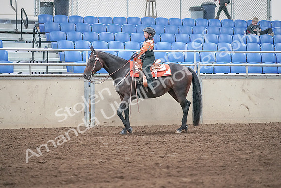 2019 Morgan Horse Show - Sept 01, 2019 - 05737