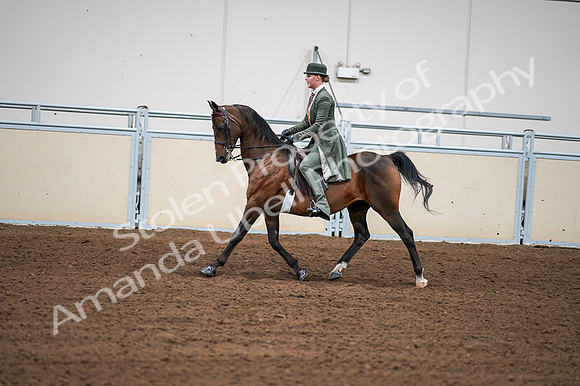 2020 - AB Morgan Horse - Fri, Sept 04 - 03300