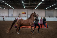 2019 Morgan Horse Show - Aug 31, 2019 - 01029