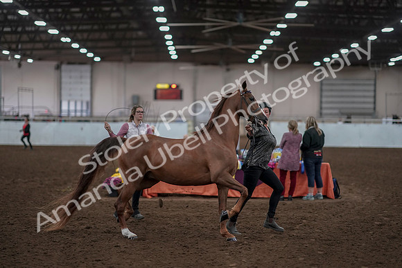 2019 Morgan Horse Show - Aug 31, 2019 - 01029