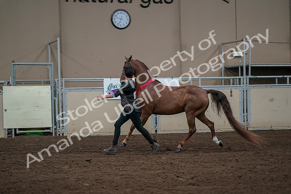 2019 Morgan Horse Show - Aug 31, 2019 - 01457
